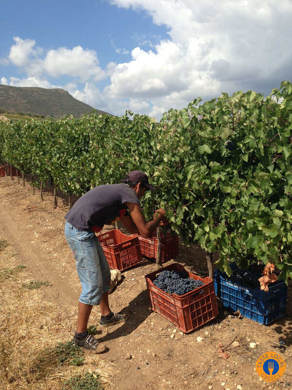 Three days in Arcadia with George, our Gastronomic Correspondent from " Taste Local Greece". - Gastronomy Tours trigos 4 orig 1 - Gastronomy Tours